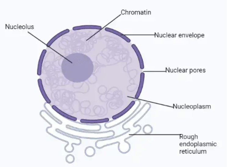 The Cell