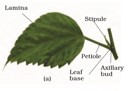 Plant Parts, Nutrition, Growth Regulators, and Reproduction