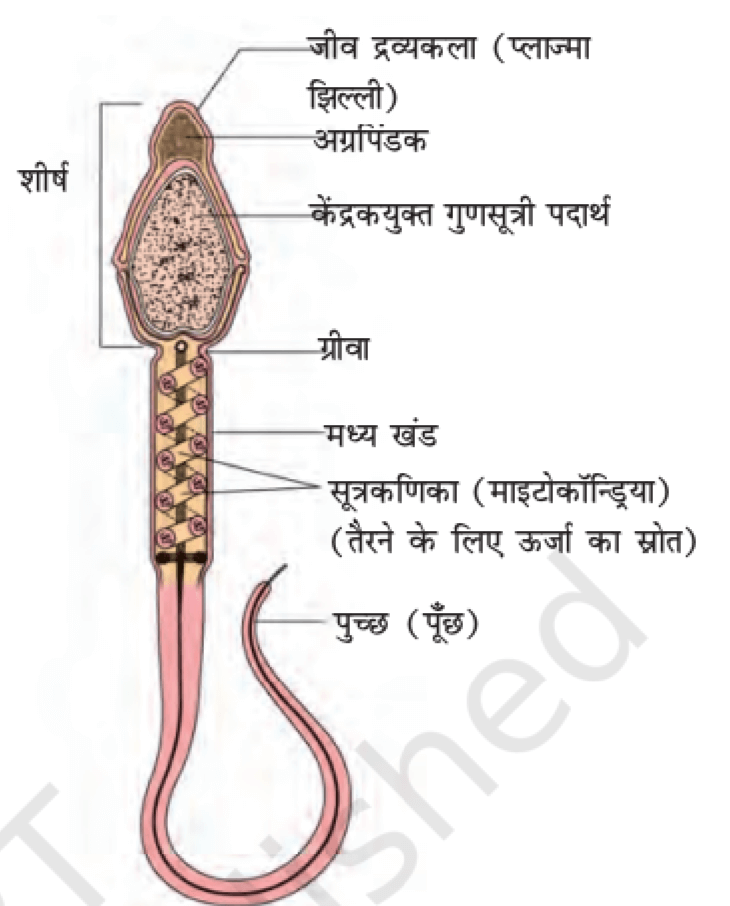 मानव प्रजनन तंत्र