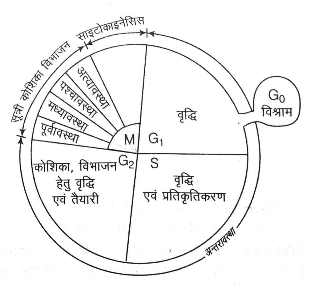 कोशिका