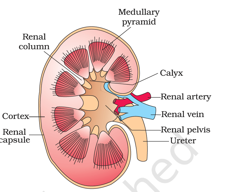 Excretory system