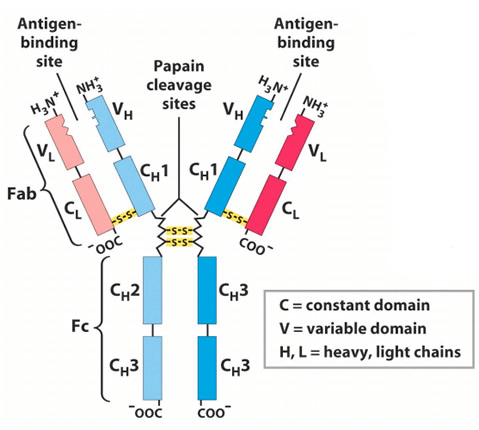 Blood groups Composition and Functions 