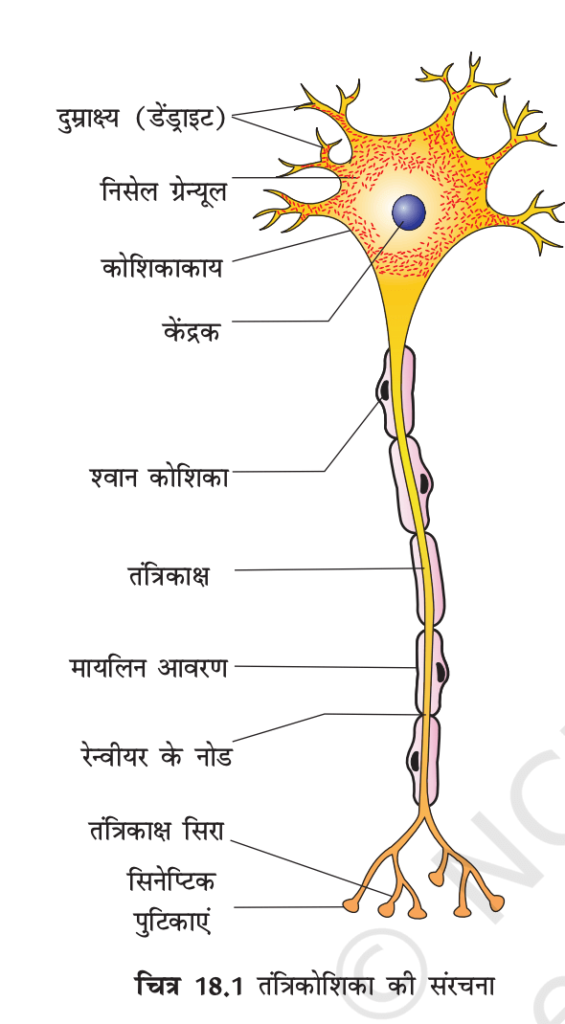तंत्रिकीय नियंत्रण एवं समन्वय