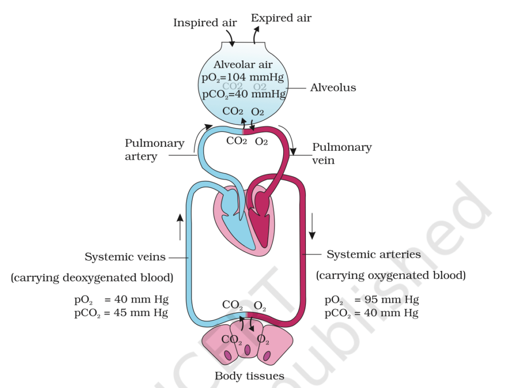 Respiratory system