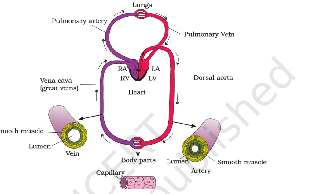 Circulatory and Digestive systems in Human being