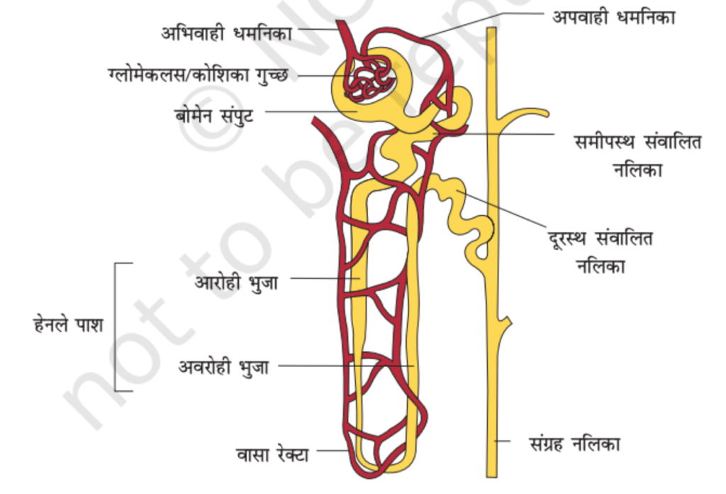 उत्सर्जन तंत्र