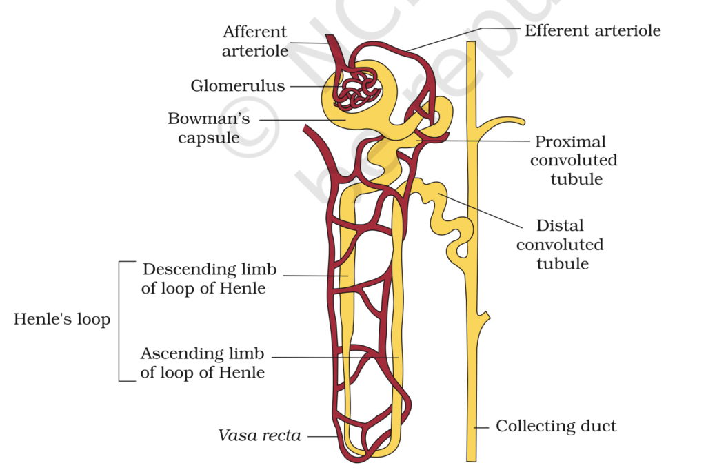 Excretory system