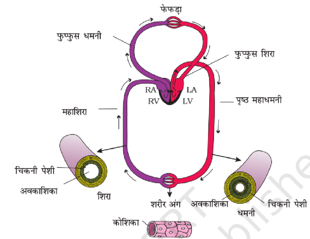 मानव में परिसंचरण और पाचन तंत्र