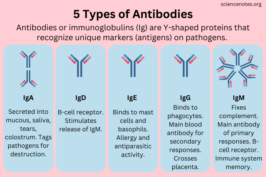 Blood groups Composition and Functions 