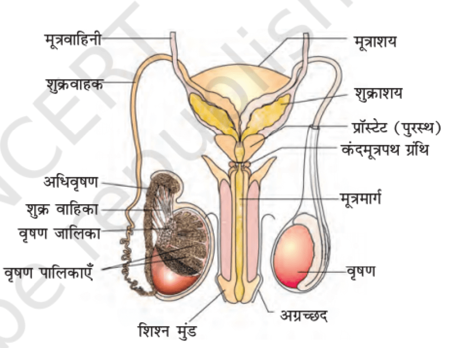 मानव प्रजनन तंत्र