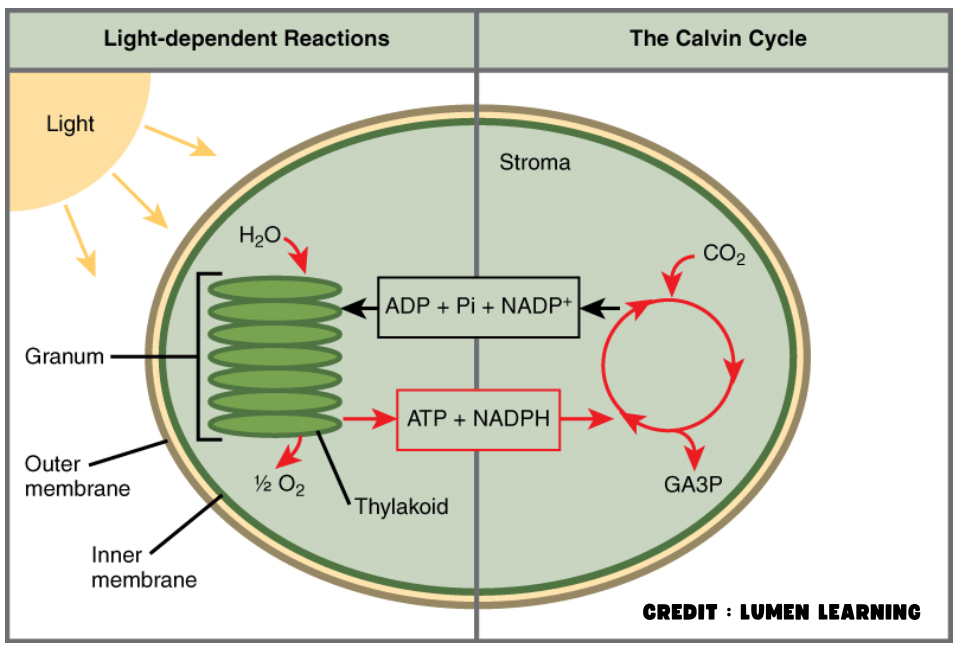 Plant Parts, Nutrition, Growth Regulators, and Reproduction