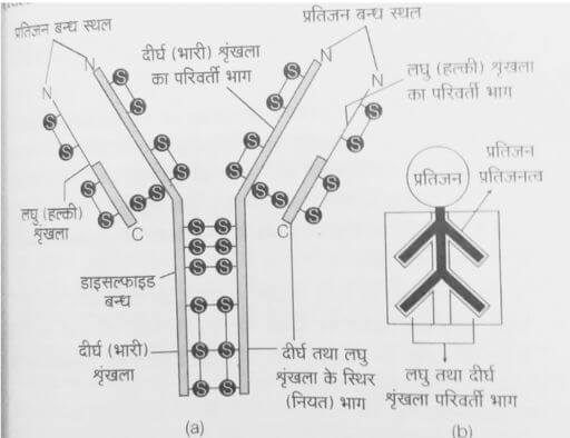 रक्त समूह संरचना व कार्य