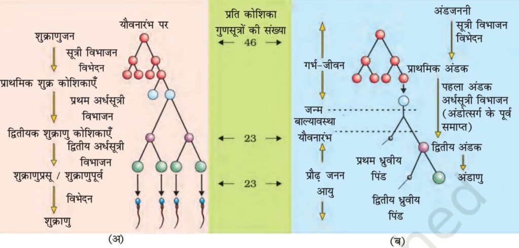 मानव प्रजनन तंत्र