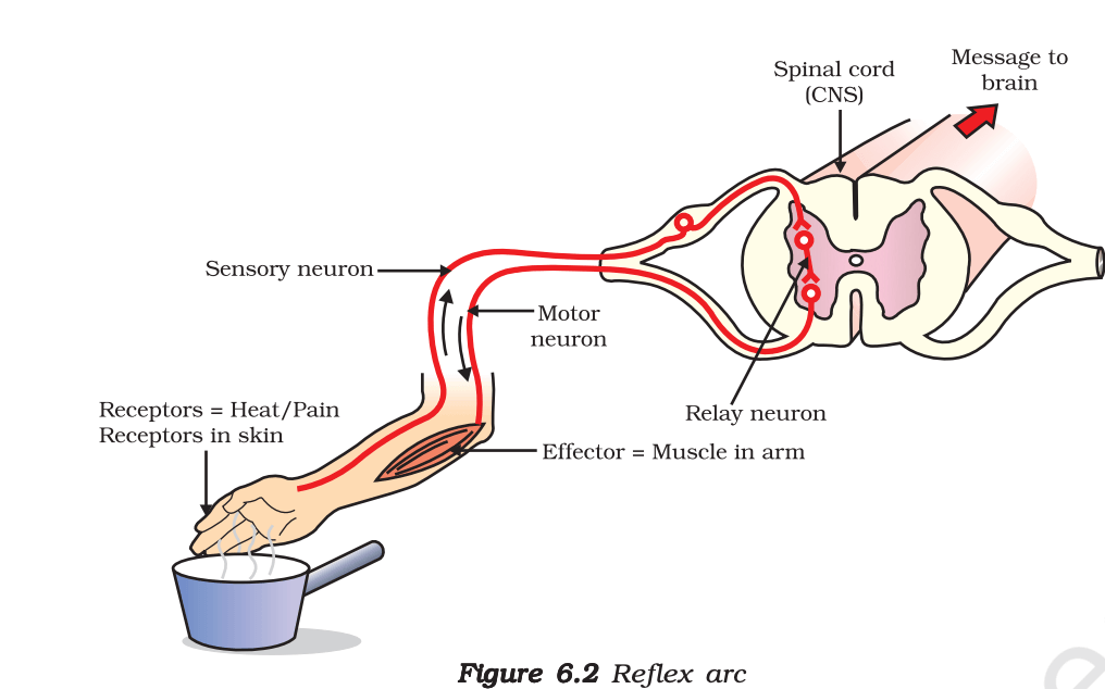 Basics of Biology