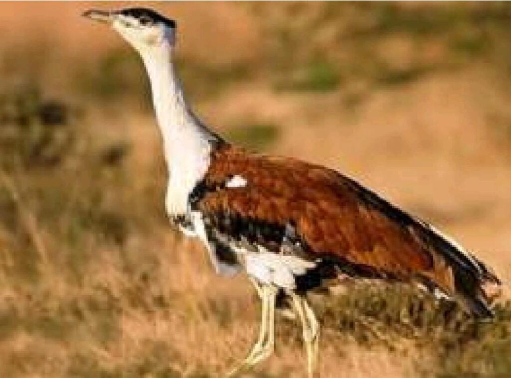 Biodiversity & its Conservation