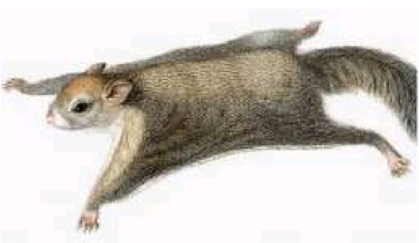 Biodiversity & its Conservation