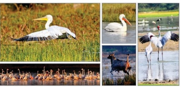 Biodiversity & its Conservation