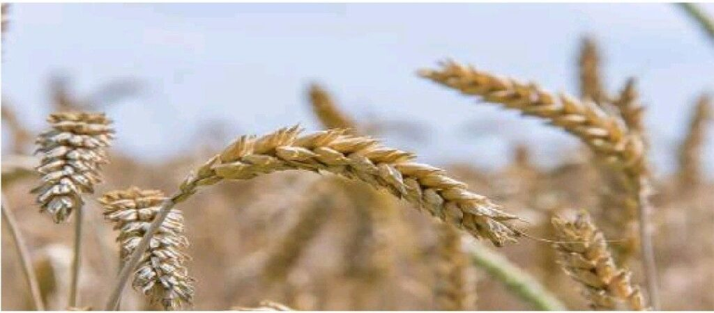 राजस्थान की कृषि