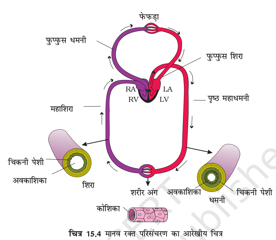 जीव विज्ञान के मूल सिद्धांत