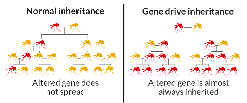 आनुवंशिक अभियांत्रिकी और जैव प्रौद्योगिकी